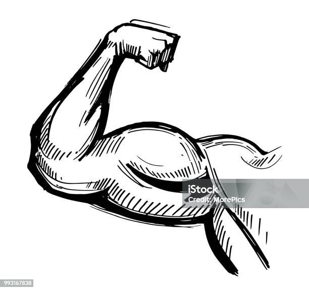 Armmuskel Hand Gezeichnete Skizze Umgewandelt Vektor Stock Vektor Art und mehr Bilder von Muskulös