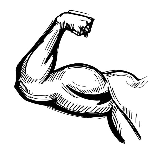 ilustrações, clipart, desenhos animados e ícones de músculo do braço. esboço extraído mão convertido em vetor - flexing muscles bicep men human arm