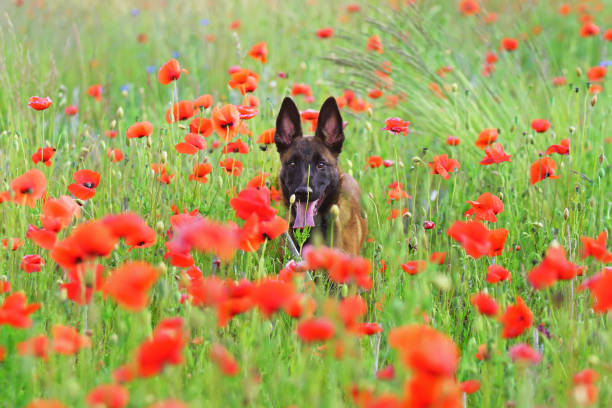 glücklich belgischer schäferhund malinois welpen aufenthalt im freien in einem grünen rasen mit roten mohnblumen im sommer - poppy field remembrance day flower stock-fotos und bilder