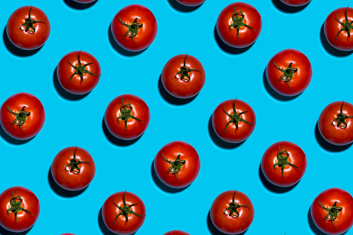 This is an overhead photograph of large red tomatoes lined in rows with a harsh shadow on a blue background