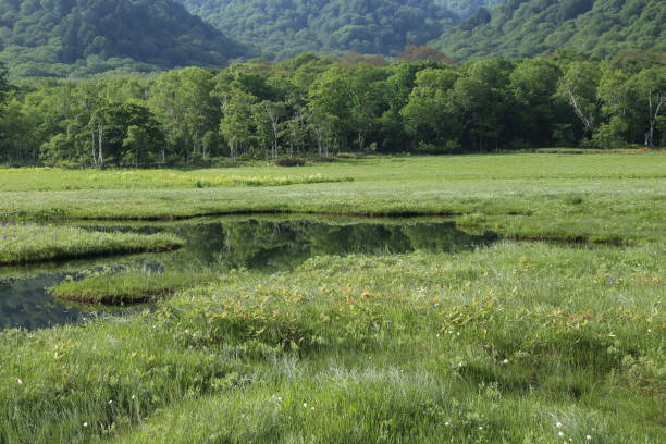istock Oze national park in early morning 993186146