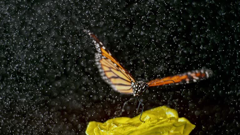 SLO MO Butterfly flying from a rose in rain