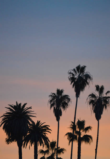 istock Palm tree silhouette against pastel sky 993198050