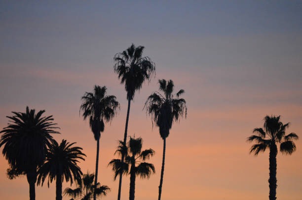 istock Palm tree silhouette against pastel sky 993198062