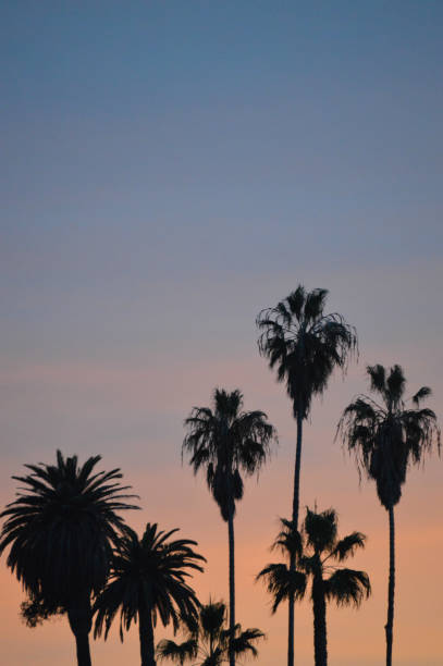 istock Palm tree silhouette against pastel sky 993198066