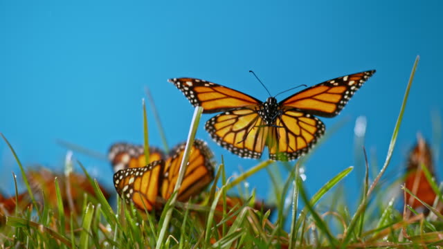 SLO MO LD Butterfly flying off the grass in sunshine