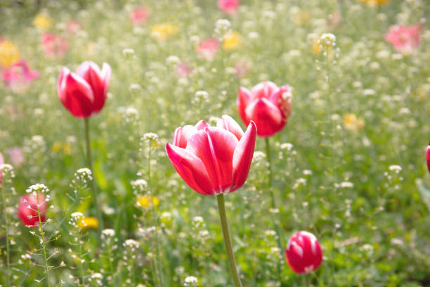 White Gypsophila and Tulip on blurred background
