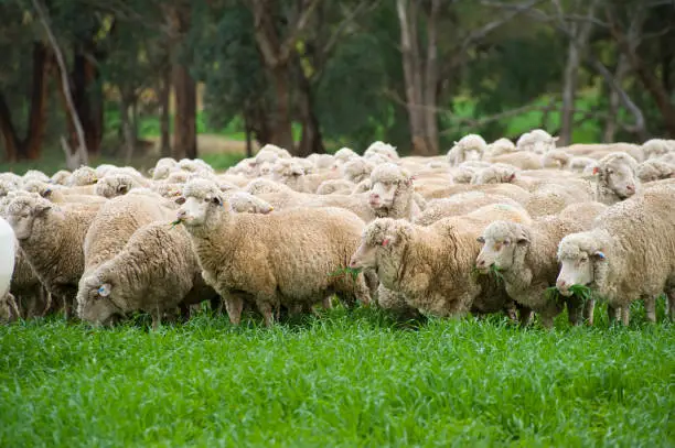 Beautiful merino grazing on rich grass, Merino wool and meat is exported all over the World, originally imported from Spain the breed has bee very successful in Australia making it one of the major exports for Australia.