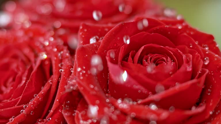 SLO MO Rain drops falling on red roses