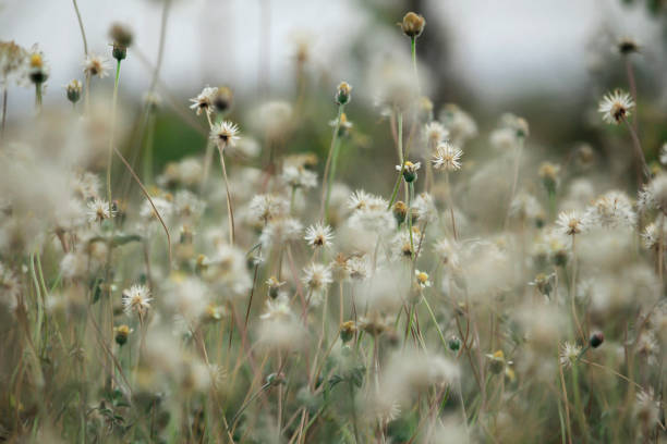 istock Tridax procumbens in  nature 993275166