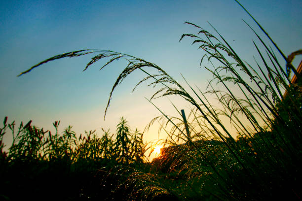 Grass Silhouette at Sunrise at Shenandoah National Park