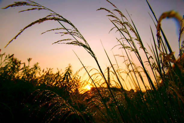 istock Mission grass backlitght and bokeh at sunset mountain 993289782