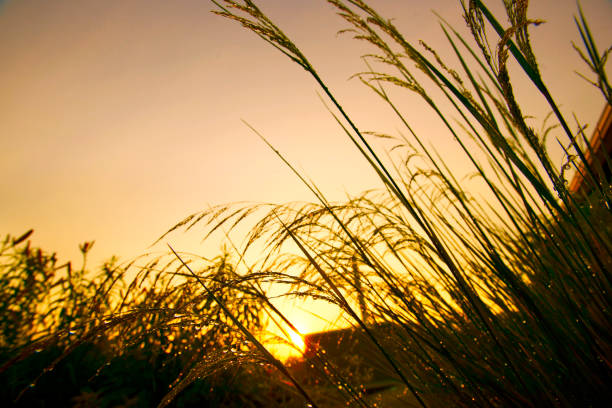istock Mission grass backlitght and bokeh at sunset mountain 993292370