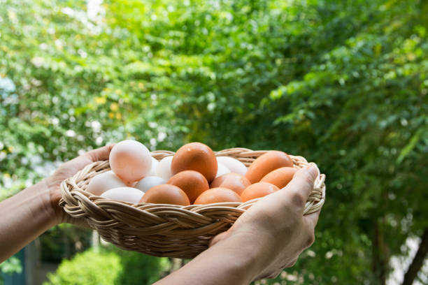 istock Eggs in a basket on green leaves background 993292424