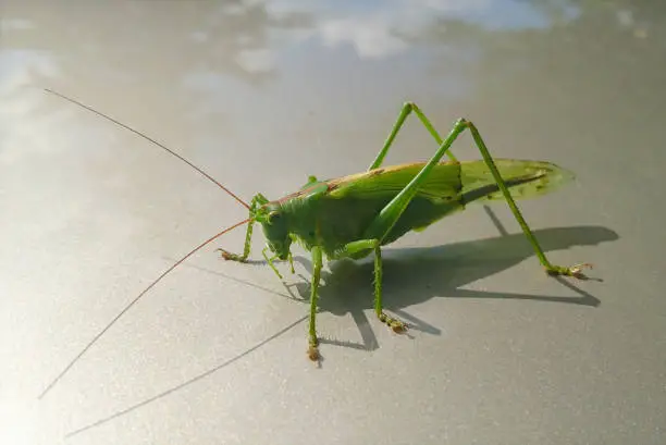 Green grasshopper sitting on the car roof