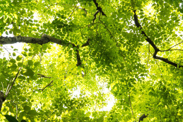 istock Green leaves and sunshine background 993296064