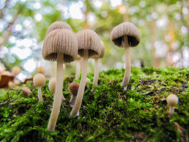istock Little poisonous mushrooms 993303566