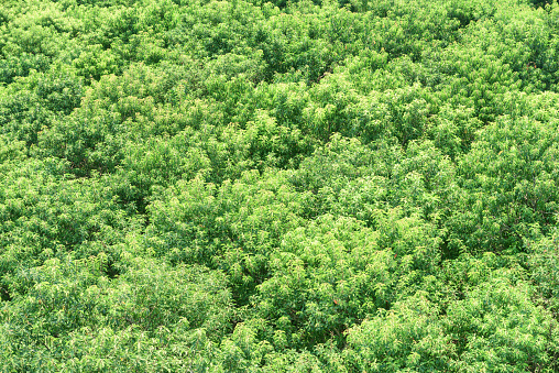 Beautiful top view of mangrove forest. Green foliage of trees on summer sunny day. Amazing woods.