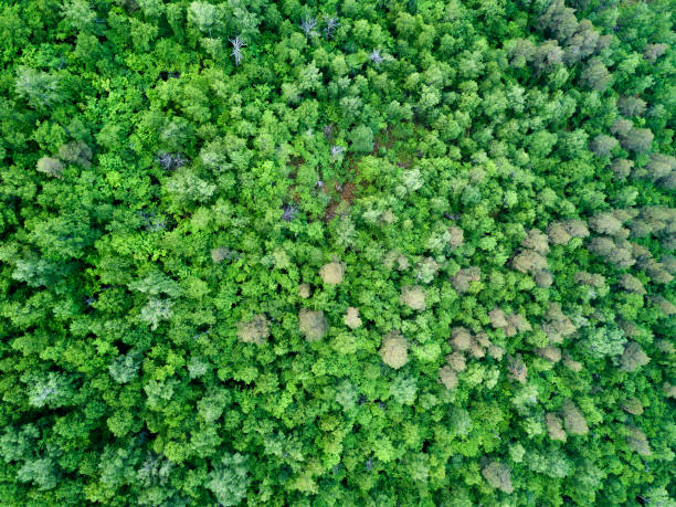 istock Summer warm sun light forest aerial view 993307962