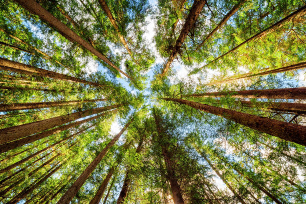 istock Bottom view of tall old trees in primeval forest 993308300