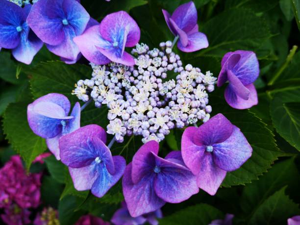 Wonderful Flowers in Garden