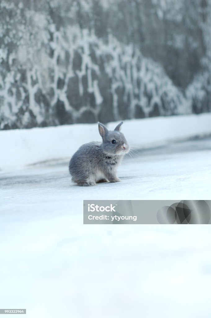 ein kleinen Kaninchen im Schnee - Lizenzfrei Schneeschuhhase Stock-Foto