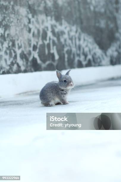 Ein Kleinen Kaninchen Im Schnee Stockfoto und mehr Bilder von Schneeschuhhase - Schneeschuhhase, Amerikanisch-Samoa, Bau