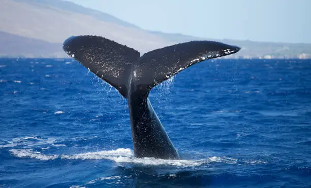 A humpback whale lifts its tail high in the air