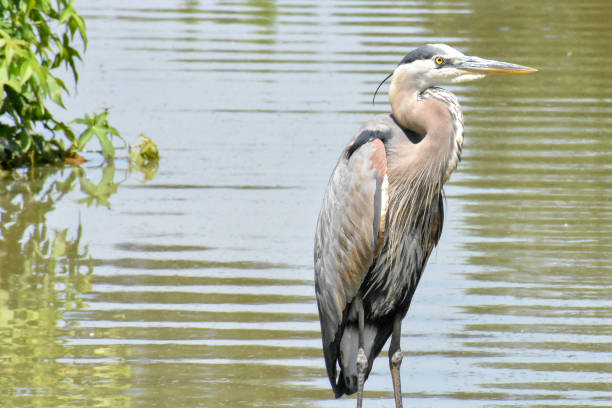 istock Blue Heron and Flowers on Ocean View Golf Course 993334268