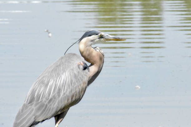 istock Blue Heron and Flowers on Ocean View Golf Course 993334274