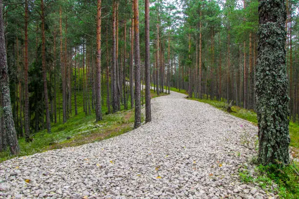 Winding forest road with white stones in the summer