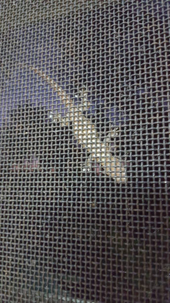lizard auf fenster - mosquito netting stock-fotos und bilder