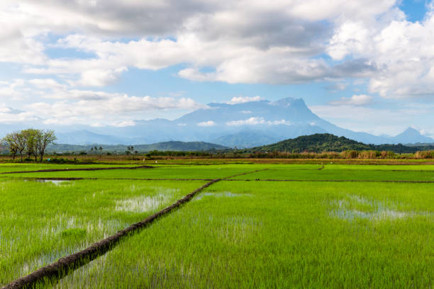 istock Scenic view of young paddy field 993337996