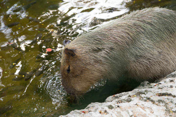 istock capybaras in the zoo 993340912