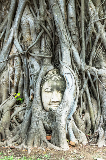 istock Head of a stone Buddha in the tree roots at Wat Mahathat 993340938