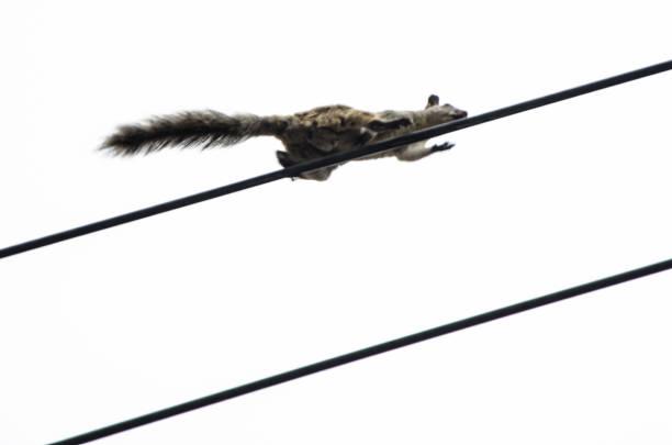 istock Low angle view of a urban squirrel is walking on the wires 993347860
