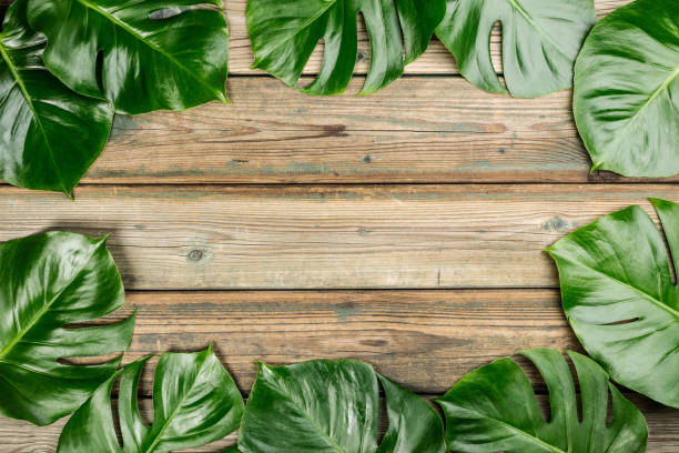 istock Tropical monstera leaves on wooden background 993350174
