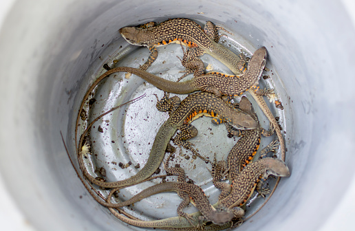 A group of Butterfly Lizards in the metal basin in Thailand, butterfly agamas