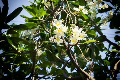 white plumeria on tree with vintage filter - can use to display or montage on product