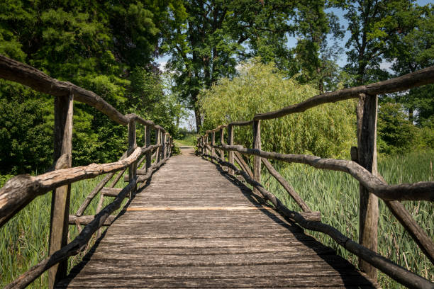uno stretto ponte in legno che conduce su una zona umida piena di aed - rainforest austria nature tree foto e immagini stock