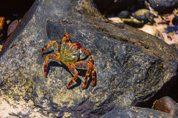 istock Crab basking in a rock on a beach. 993369440