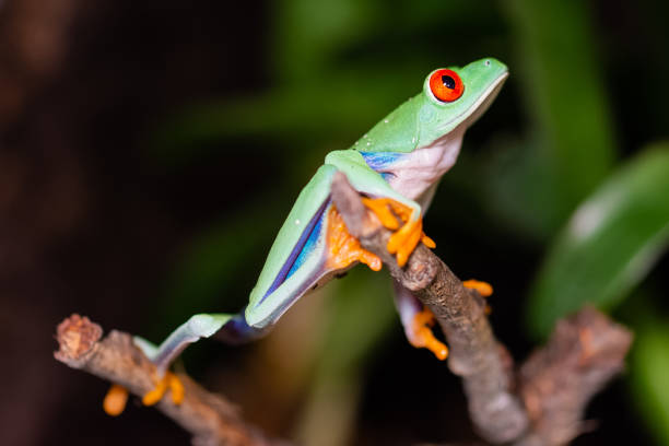 istock red-eyed tree frog on a branch 993370564