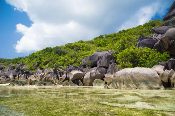 Photo of Granite boulders and palm trees of Seychelles