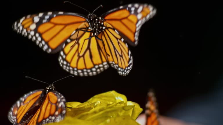 SLO MO Butterfly on a yellow rose flying away