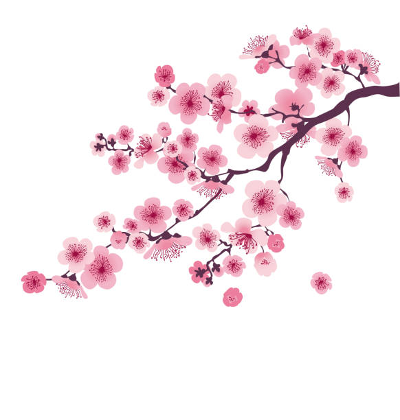 pastell farbe cherry blossom. vektor-illustration.  japan-sakura-zweig mit blühenden blumen - kirschblüte stock-grafiken, -clipart, -cartoons und -symbole