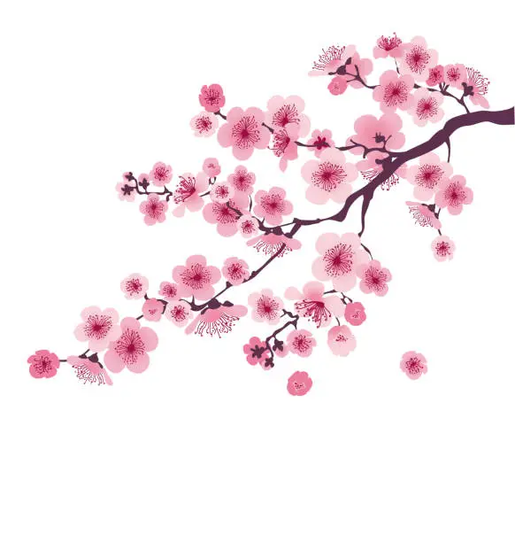 Vector illustration of pastel color cherry blossom. vector illustration.  japan sakura branch with blooming flowers