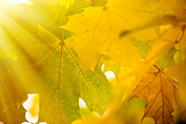istock abstract autumn fall yellow leaves nature background 993406228