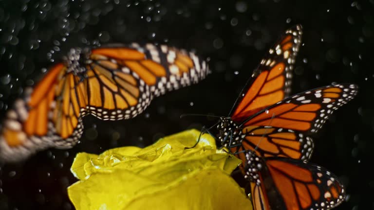 SLO MO Butterfly on a yellow rose taking off when it starts to rain