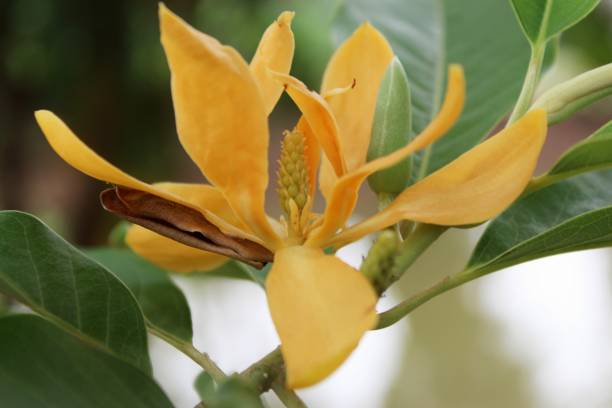 knospen sie und blühen sie champaka-blume (auch als michelia alba champak, magnolia champaka michelia champaca, magnoliceae hybrid champaka, champak genannt) auf dem baum. es ist ein großer immergrüner baum. - evergreen magnolia stock-fotos und bilder