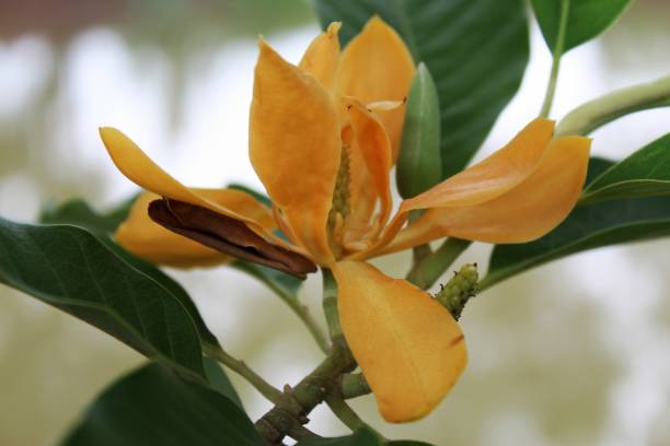 istock Bud and blooming Champaka flower (Also called as Michelia alba champak, Michelia champaca, Magnoliceae hybrid champaka, champak, Magnolia champaka) on the tree.It is a large evergreen tree. 993415322